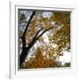 Fall Leaves 006-Tom Quartermaine-Framed Giclee Print