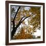 Fall Leaves 006-Tom Quartermaine-Framed Giclee Print