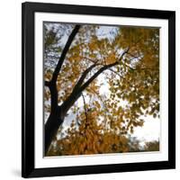 Fall Leaves 006-Tom Quartermaine-Framed Giclee Print