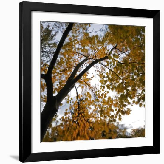 Fall Leaves 006-Tom Quartermaine-Framed Giclee Print