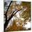 Fall Leaves 006-Tom Quartermaine-Mounted Giclee Print