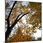 Fall Leaves 006-Tom Quartermaine-Mounted Giclee Print