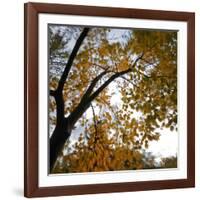 Fall Leaves 006-Tom Quartermaine-Framed Giclee Print