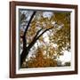 Fall Leaves 006-Tom Quartermaine-Framed Giclee Print