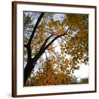 Fall Leaves 006-Tom Quartermaine-Framed Giclee Print