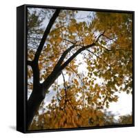 Fall Leaves 006-Tom Quartermaine-Framed Stretched Canvas