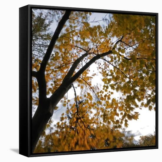 Fall Leaves 006-Tom Quartermaine-Framed Stretched Canvas