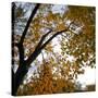 Fall Leaves 006-Tom Quartermaine-Stretched Canvas