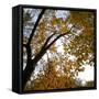 Fall Leaves 006-Tom Quartermaine-Framed Stretched Canvas