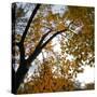 Fall Leaves 006-Tom Quartermaine-Stretched Canvas