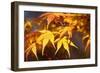 Fall Leaves 007-Tom Quartermaine-Framed Giclee Print