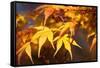 Fall Leaves 007-Tom Quartermaine-Framed Stretched Canvas