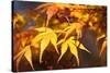 Fall Leaves 007-Tom Quartermaine-Stretched Canvas