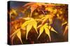 Fall Leaves 007-Tom Quartermaine-Stretched Canvas