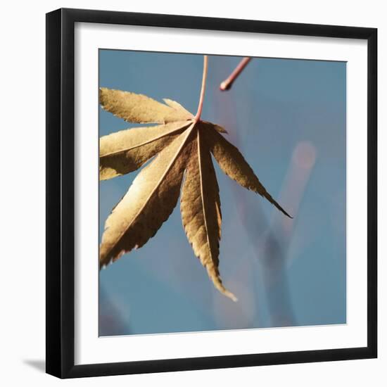 Fall Leaves 008-Tom Quartermaine-Framed Giclee Print