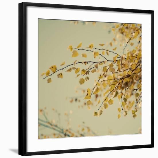 Fall Leaves 009-Tom Quartermaine-Framed Giclee Print