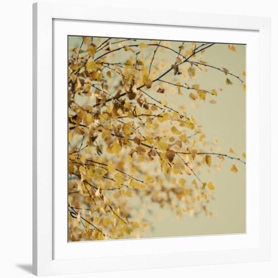 Fall Leaves 010-Tom Quartermaine-Framed Giclee Print