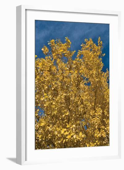 Fall Leaves 1-Lee Peterson-Framed Photographic Print