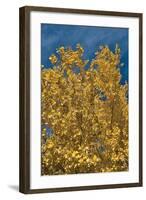 Fall Leaves 1-Lee Peterson-Framed Photographic Print