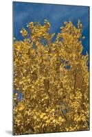 Fall Leaves 1-Lee Peterson-Mounted Photographic Print