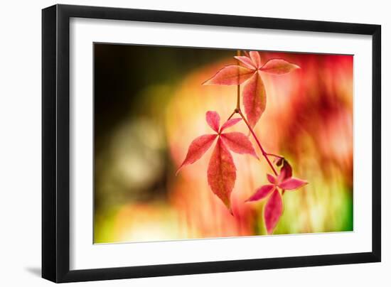 Fall Leaves 2-Ursula Abresch-Framed Photographic Print