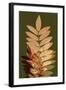 Fall Leaves 2-Ian Winstanley-Framed Art Print