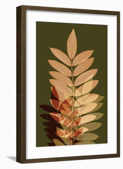 Fall Leaves 2-Ian Winstanley-Framed Art Print