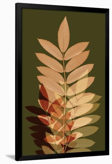 Fall Leaves 2-Ian Winstanley-Framed Art Print