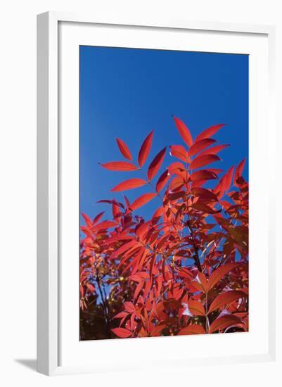 Fall Leaves 3-Lee Peterson-Framed Photographic Print