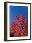 Fall Leaves 3-Lee Peterson-Framed Photographic Print