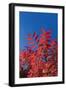 Fall Leaves 3-Lee Peterson-Framed Photographic Print
