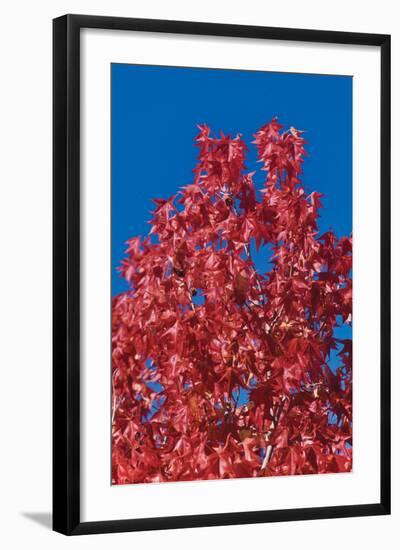 Fall Leaves 4-Lee Peterson-Framed Photographic Print