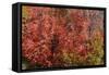 Fall Leaves 6-Lee Peterson-Framed Stretched Canvas