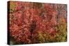 Fall Leaves 6-Lee Peterson-Stretched Canvas