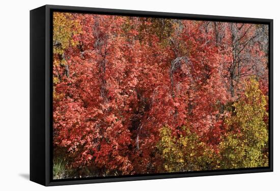 Fall Leaves 6-Lee Peterson-Framed Stretched Canvas