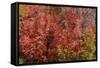 Fall Leaves 6-Lee Peterson-Framed Stretched Canvas
