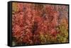 Fall Leaves 6-Lee Peterson-Framed Stretched Canvas