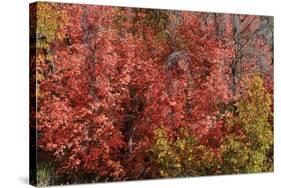 Fall Leaves 6-Lee Peterson-Stretched Canvas