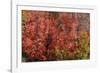 Fall Leaves 6-Lee Peterson-Framed Photographic Print