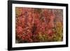 Fall Leaves 6-Lee Peterson-Framed Photographic Print