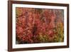 Fall Leaves 6-Lee Peterson-Framed Photographic Print