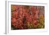 Fall Leaves 6-Lee Peterson-Framed Photographic Print