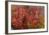 Fall Leaves 6-Lee Peterson-Framed Photographic Print