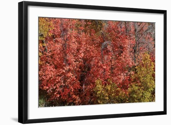 Fall Leaves 6-Lee Peterson-Framed Photographic Print