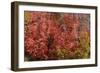 Fall Leaves 6-Lee Peterson-Framed Photographic Print