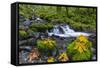 Fall Leaves Along Gorton Creek in the Columbia Gorge, Oregon-Chuck Haney-Framed Stretched Canvas