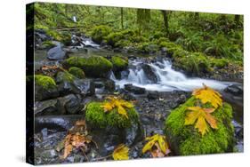 Fall Leaves Along Gorton Creek in the Columbia Gorge, Oregon-Chuck Haney-Stretched Canvas