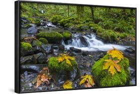 Fall Leaves Along Gorton Creek in the Columbia Gorge, Oregon-Chuck Haney-Framed Photographic Print