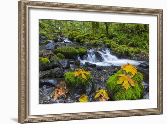 Fall Leaves Along Gorton Creek in the Columbia Gorge, Oregon-Chuck Haney-Framed Photographic Print