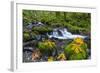 Fall Leaves Along Gorton Creek in the Columbia Gorge, Oregon-Chuck Haney-Framed Photographic Print